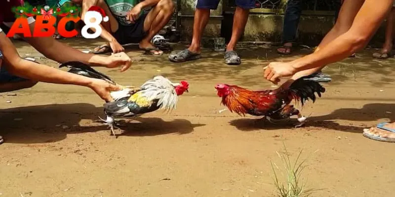Trải nghiệm đá gà ABC8 đem tới nhiều xúc cảm khó tả